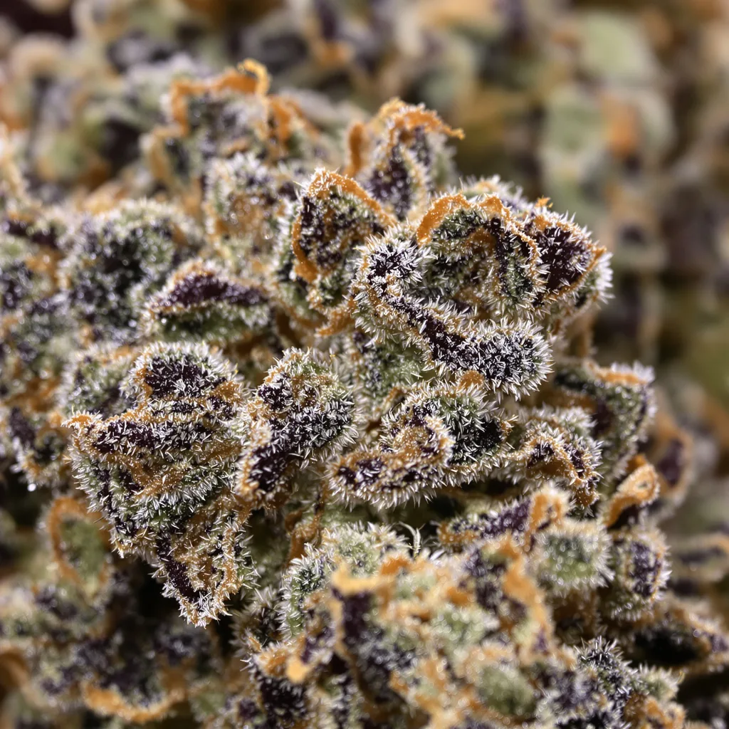 Primer plano de cogollo de cannabis American Kush mostrando cálices densos con tonos morados