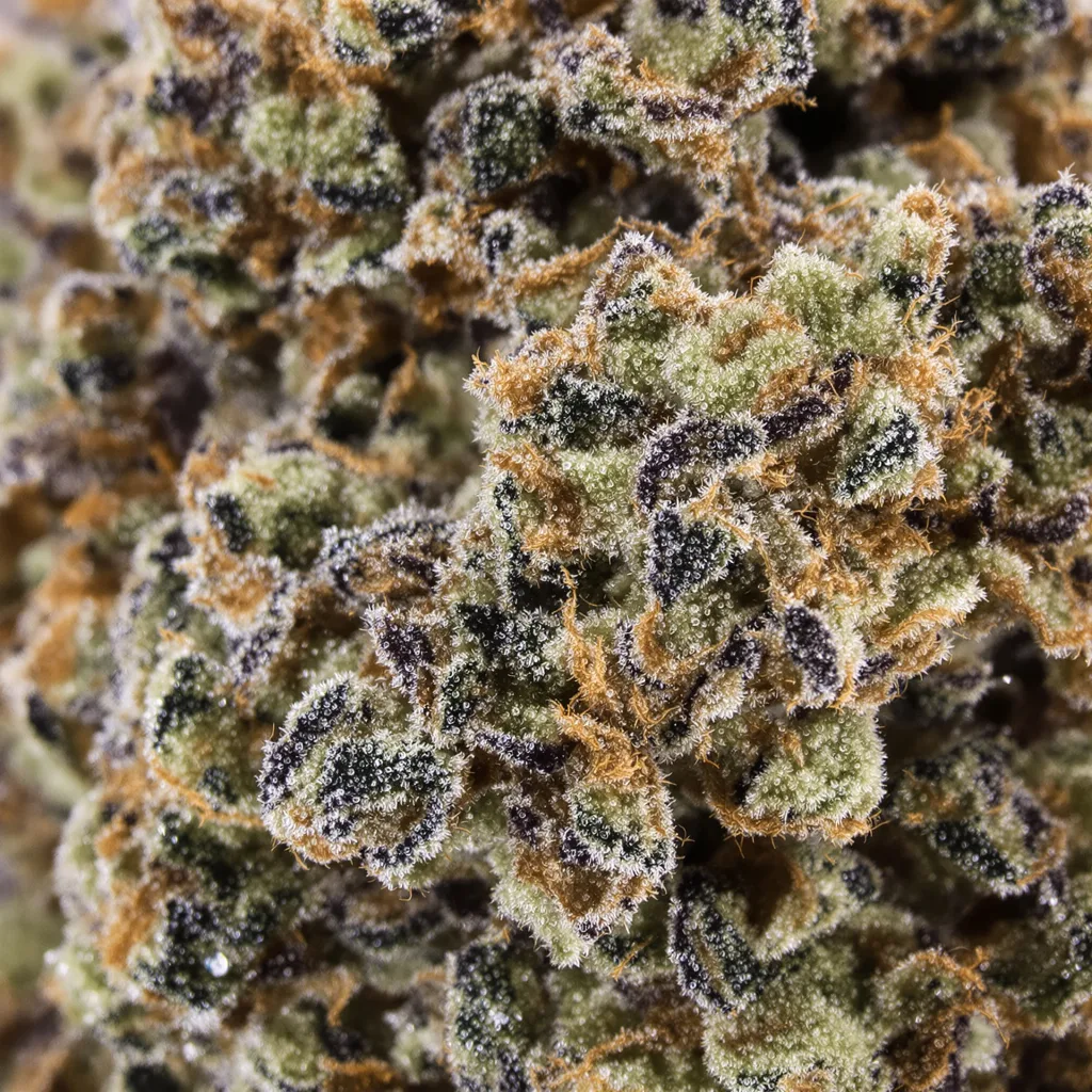 Primer plano de cogollo de cannabis American Kush mostrando cálices densos con tonos morados