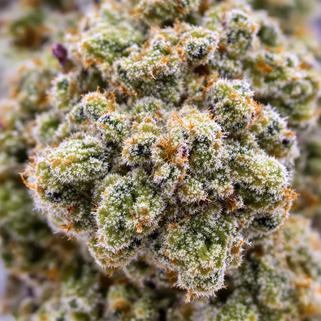 Primer plano de cogollo de cannabis American Strain Mixpack mostrando estructura abierta con pistilos naranjas