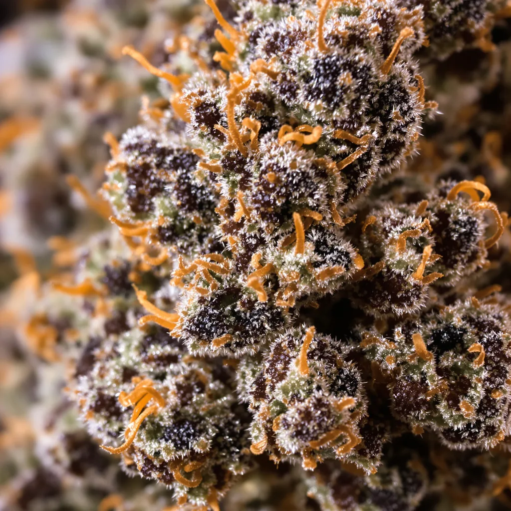 Primer plano de cogollo de cannabis Americano mostrando cálices densos con tonos morados