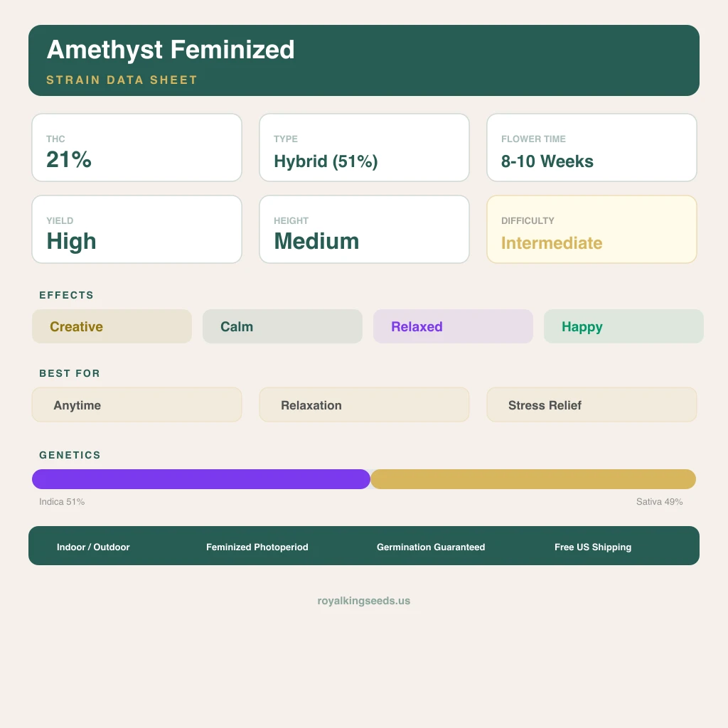 Amethyst 51% indica / 49% sativa — flor con tricomas visibles