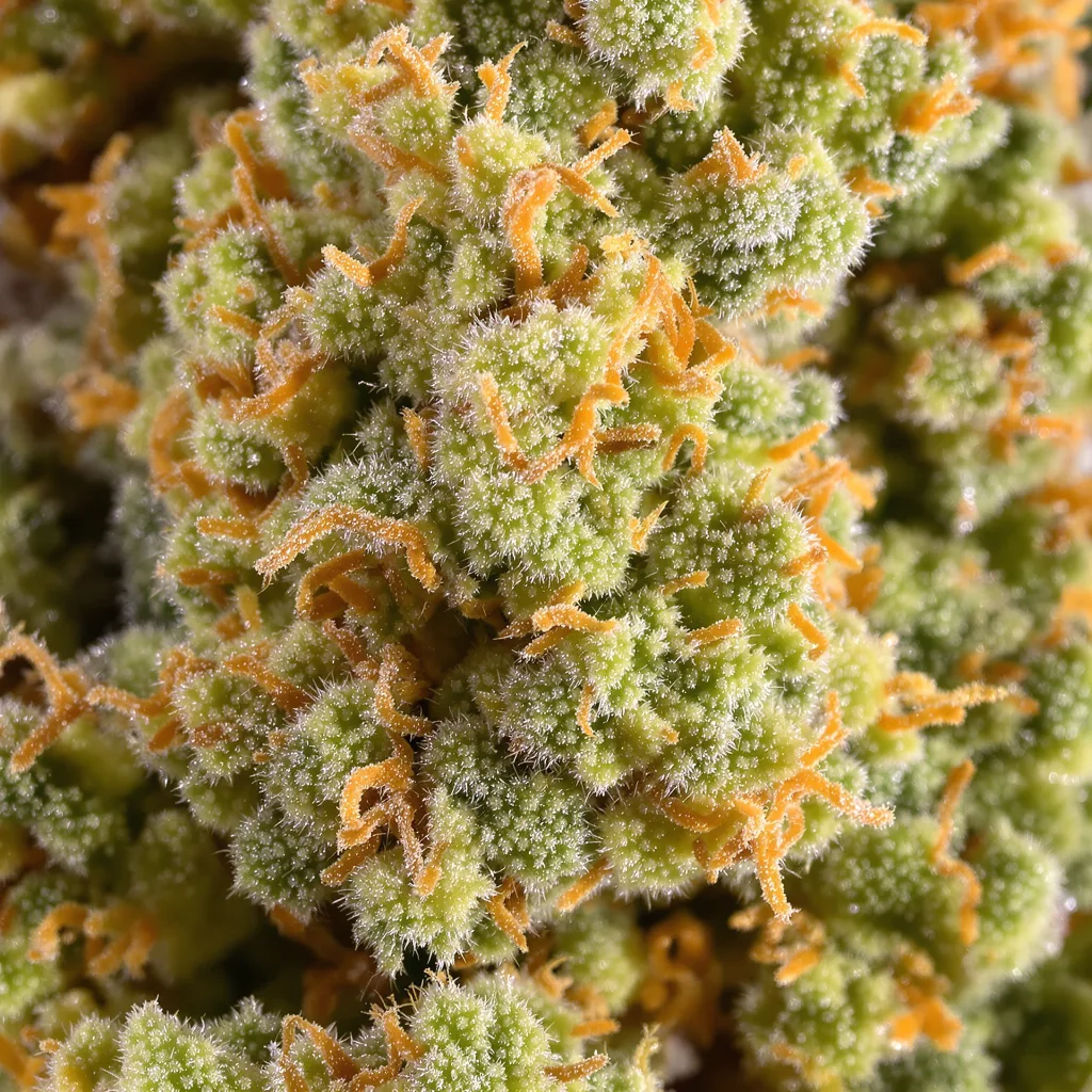 Primer plano de cogollo de cannabis Amherst Diesel mostrando estructura aireada verde lima