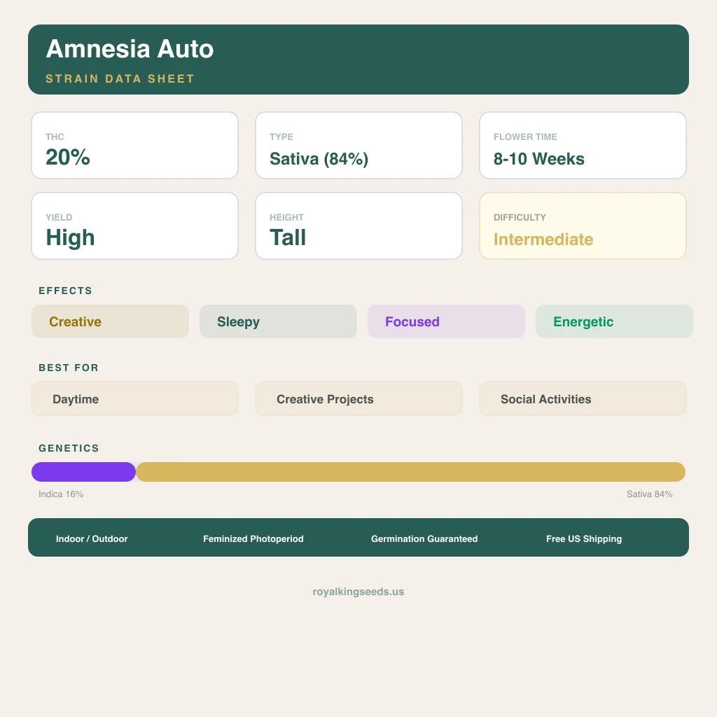 Amnesia 16% indica / 84% sativa — flor con tricomas visibles