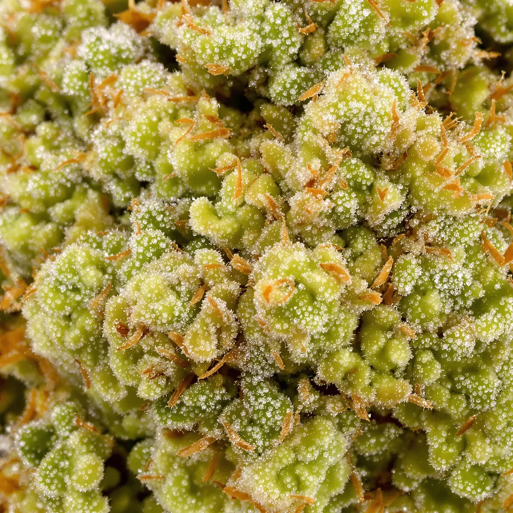 Primer plano de cogollo de cannabis Amnesia mostrando estructura aireada verde lima