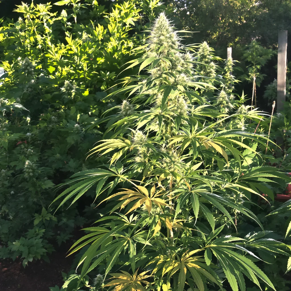 Amnesia 16% indica / 84% sativa — flor con tricomas visibles