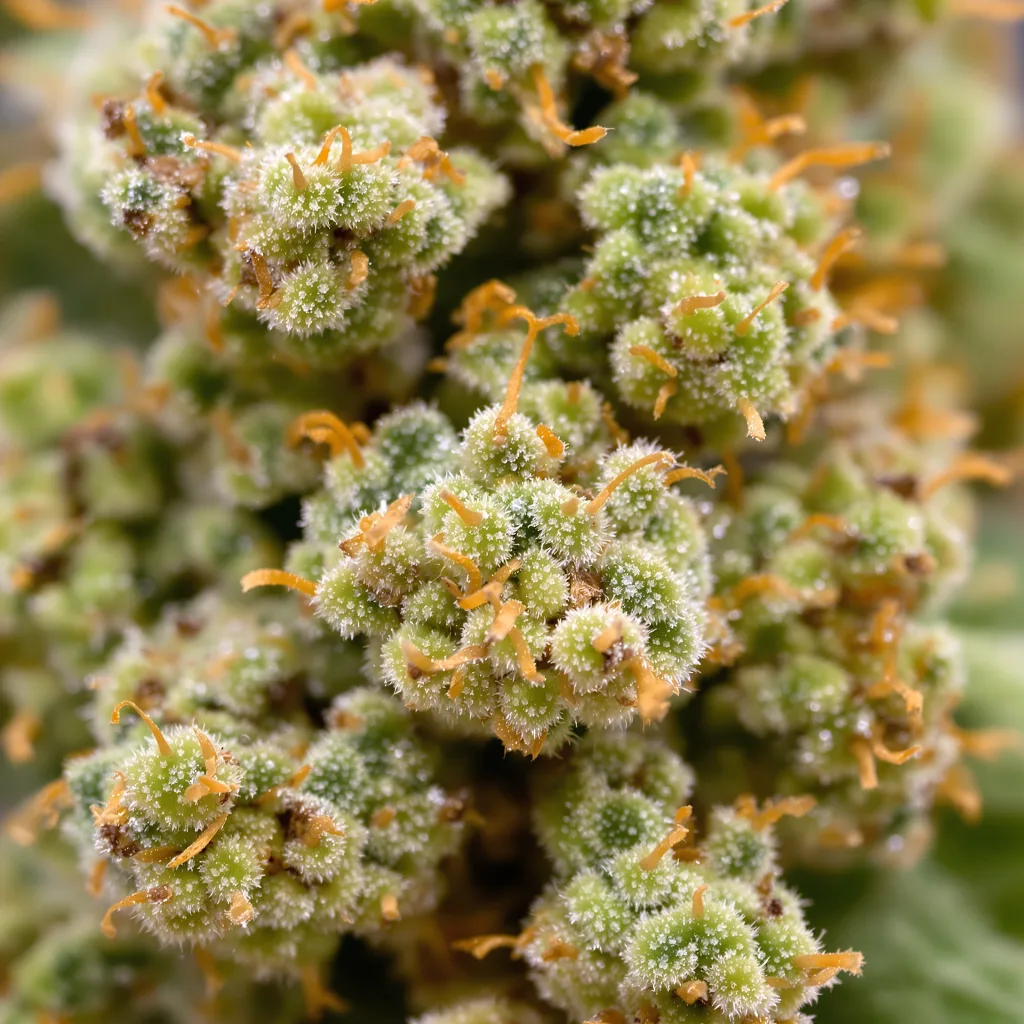 Primer plano de cogollo de cannabis Amnesia Haze mostrando estructura aireada verde lima