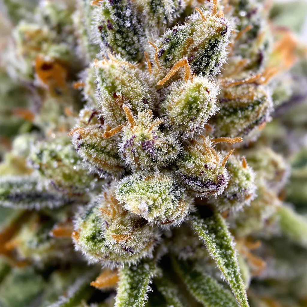 Primer plano de cogollo de cannabis Amnesia Lemon mostrando estructura equilibrada con tricomas escarchados
