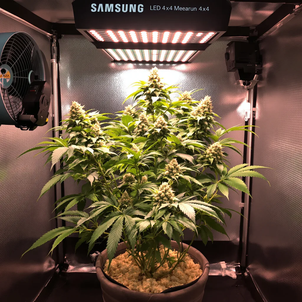 Planta de cannabis Anesthesia en fase de floración — 90-130 cm feminizada
