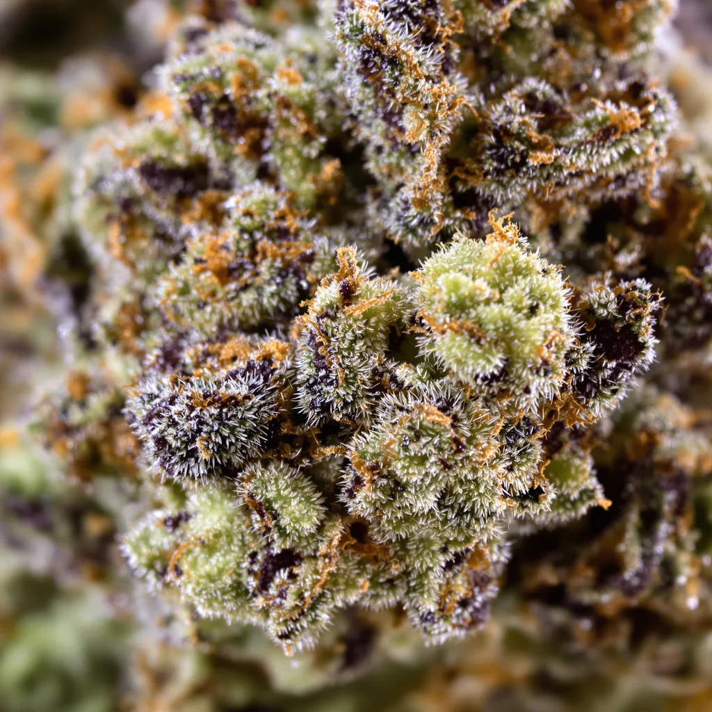 Primer plano de cogollo de cannabis Animal Cookies mostrando cálices densos con tonos morados