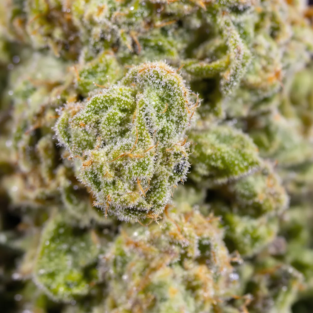 Primer plano de cogollo de cannabis Apollo 13 mostrando estructura aireada verde lima
