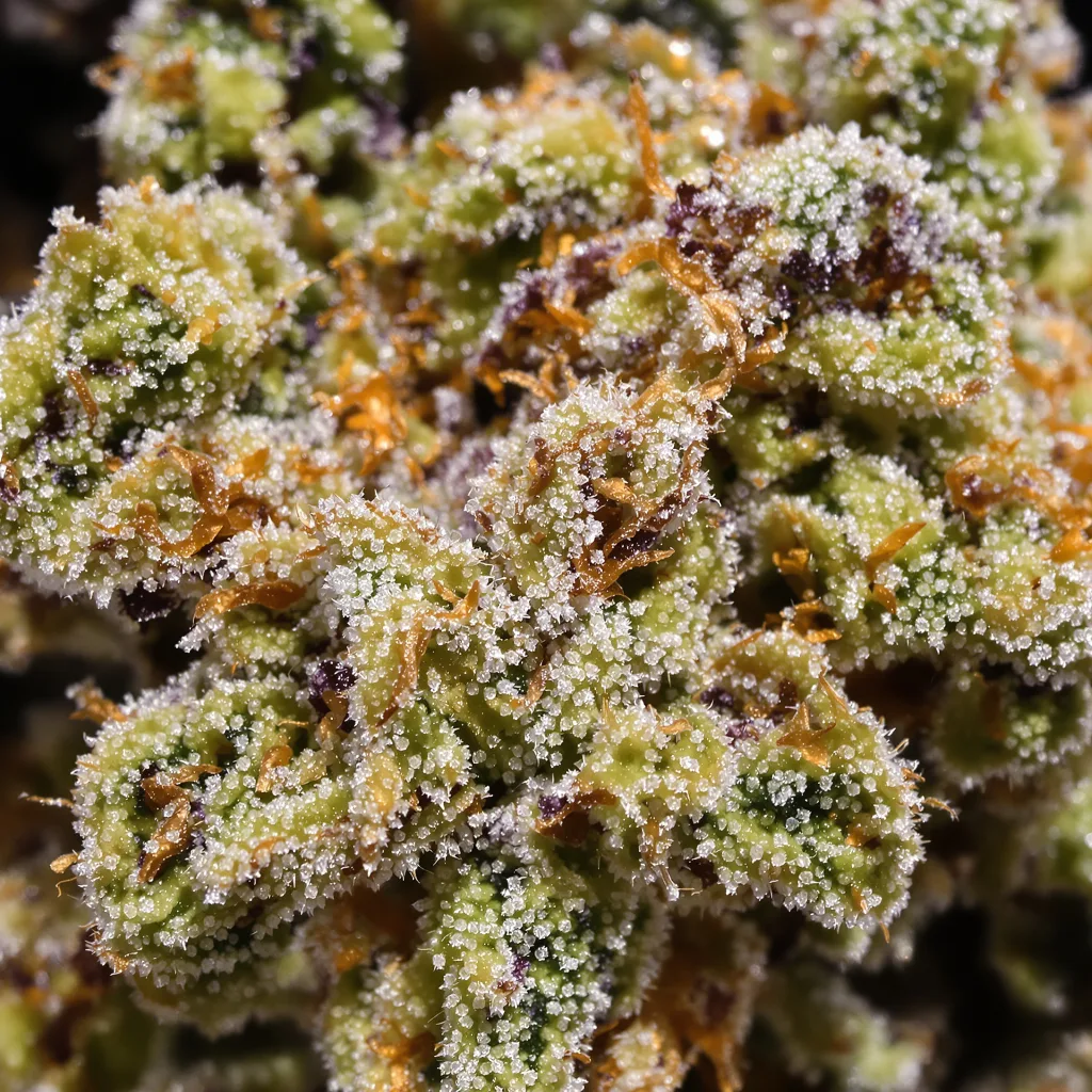 Primer plano de cogollo de cannabis Apple Crisp mostrando estructura equilibrada con tricomas escarchados