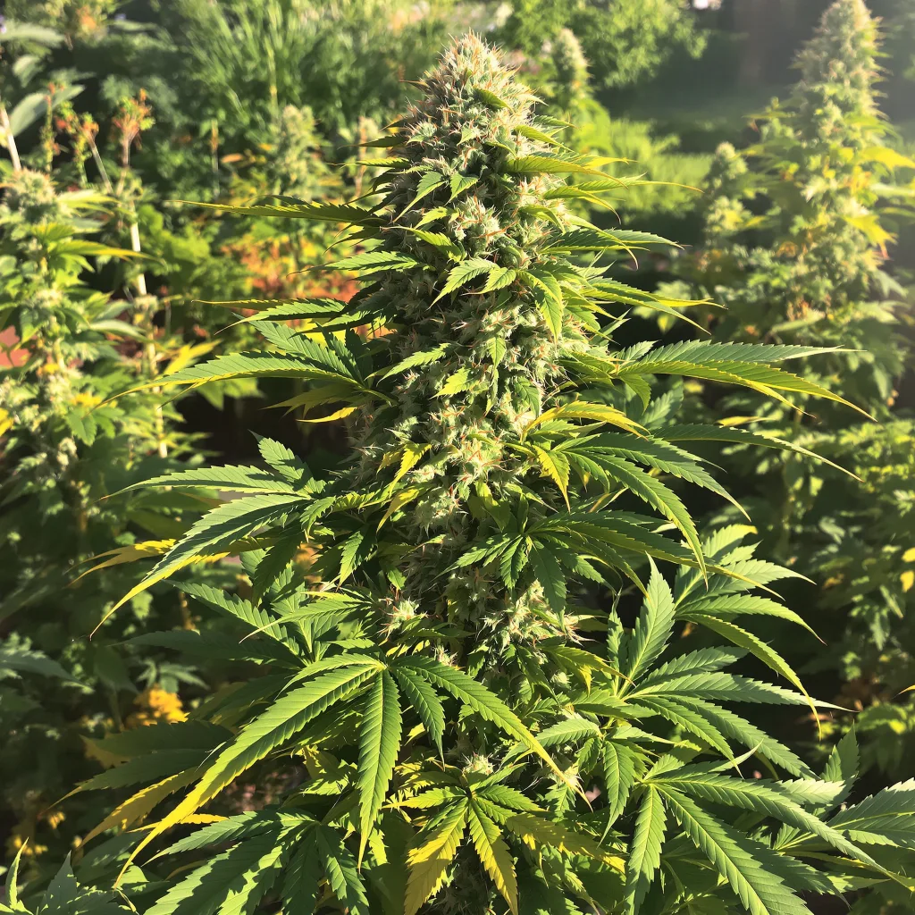 Aspen OG 86% indica / 14% sativa — flor con tricomas visibles