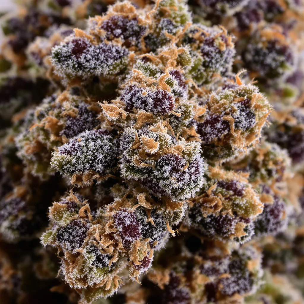 Primer plano de cogollo de cannabis Athabasca mostrando cálices densos con tonos morados