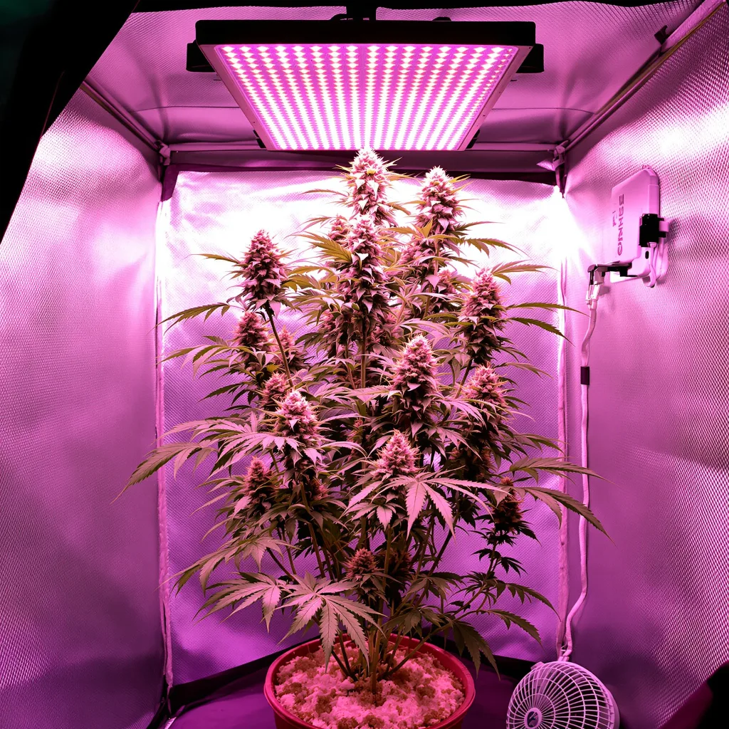 Planta de cannabis Atomic Northern Lights en fase de floración — 120-180 cm feminizada