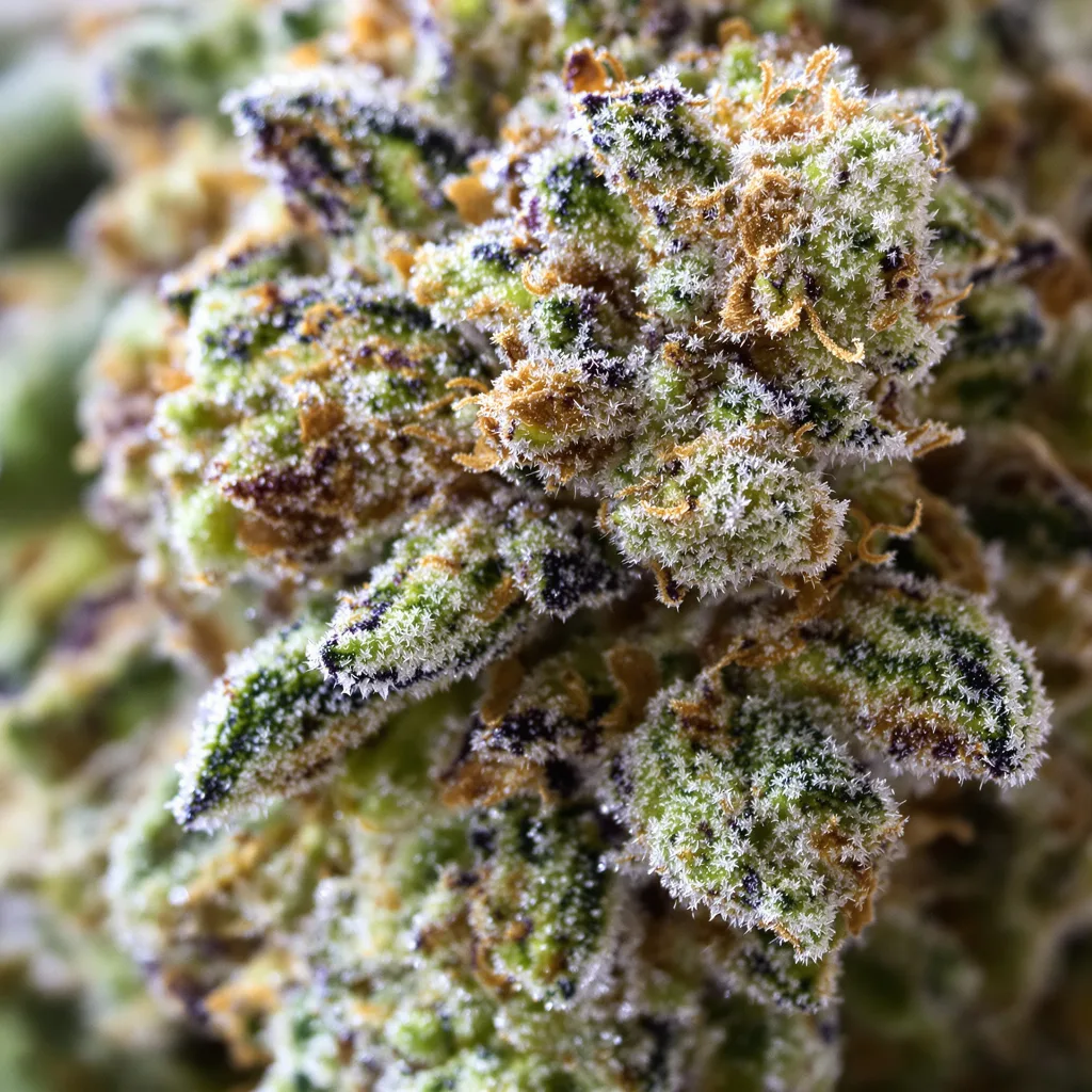 Primer plano de cogollo de cannabis Aurora Borealis mostrando estructura equilibrada con tricomas escarchados