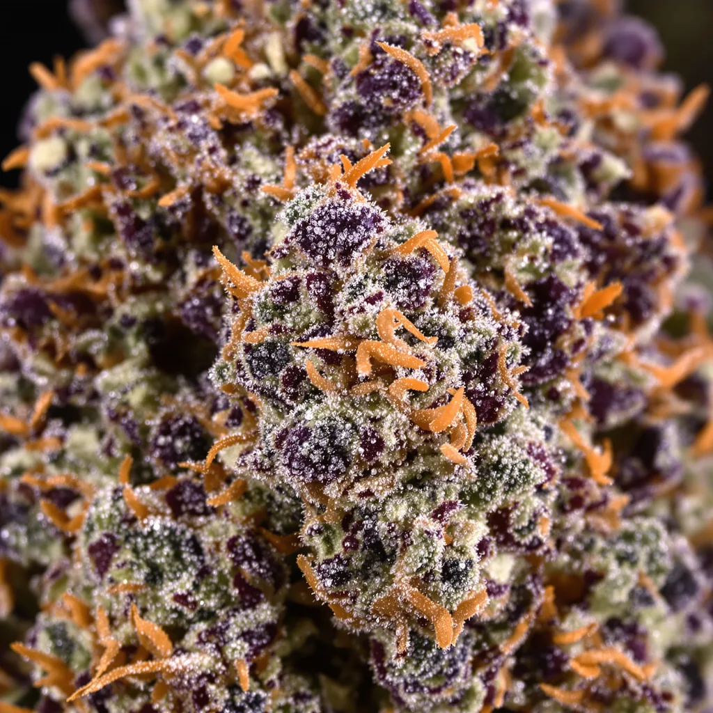Primer plano de cogollo de cannabis Ayahuasca Purple mostrando cálices densos con tonos morados
