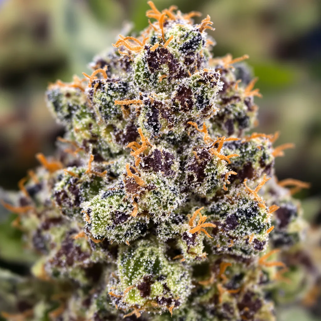 Primer plano de cogollo de cannabis B-52 mostrando cálices densos con tonos morados