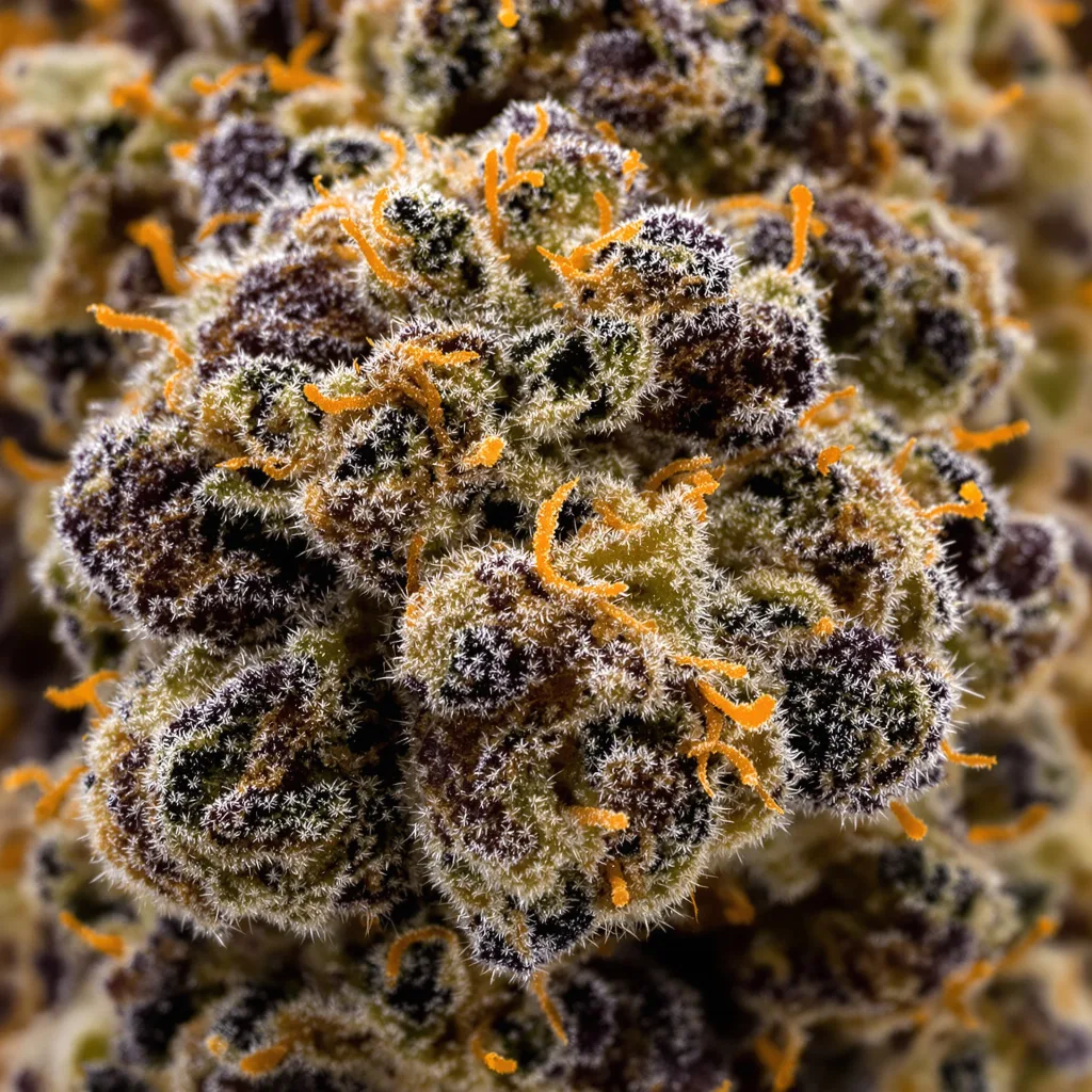 Primer plano de cogollo de cannabis Bakerstreet mostrando cálices densos con tonos morados