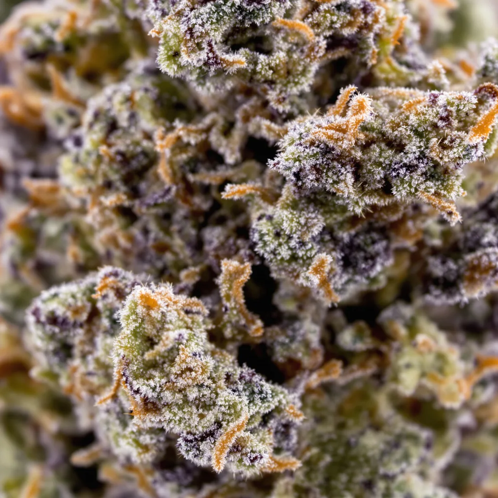 Primer plano de cogollo de cannabis Banana Candy mostrando cálices densos con tonos morados