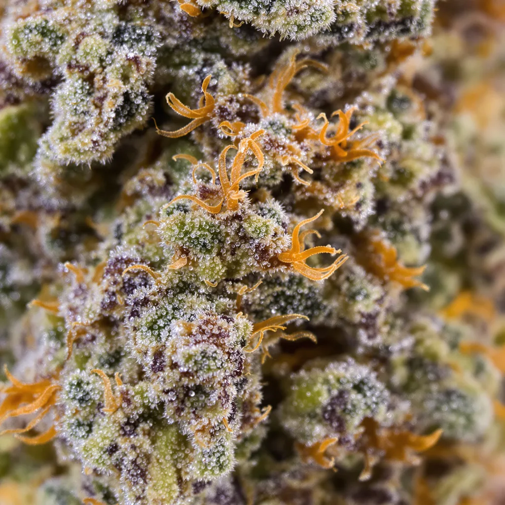 Primer plano de cogollo de cannabis Banana Daddy mostrando cálices densos con tonos morados