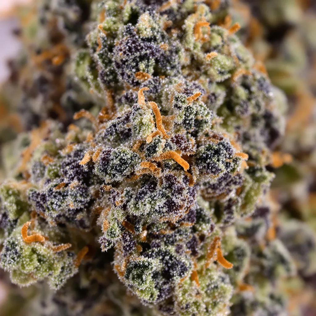 Primer plano de cogollo de cannabis Banana Kush mostrando cálices densos con tonos morados