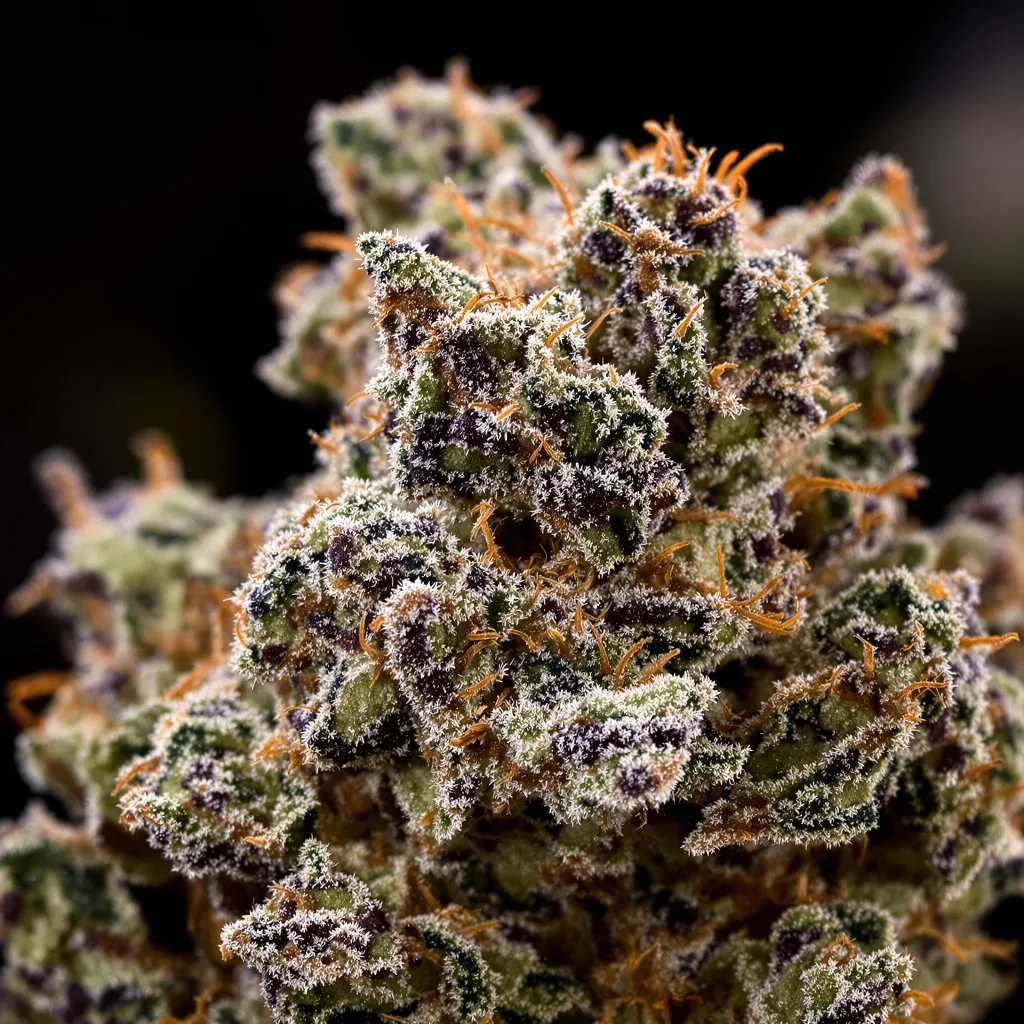Primer plano de cogollo de cannabis Banana Kush mostrando cálices densos con tonos morados