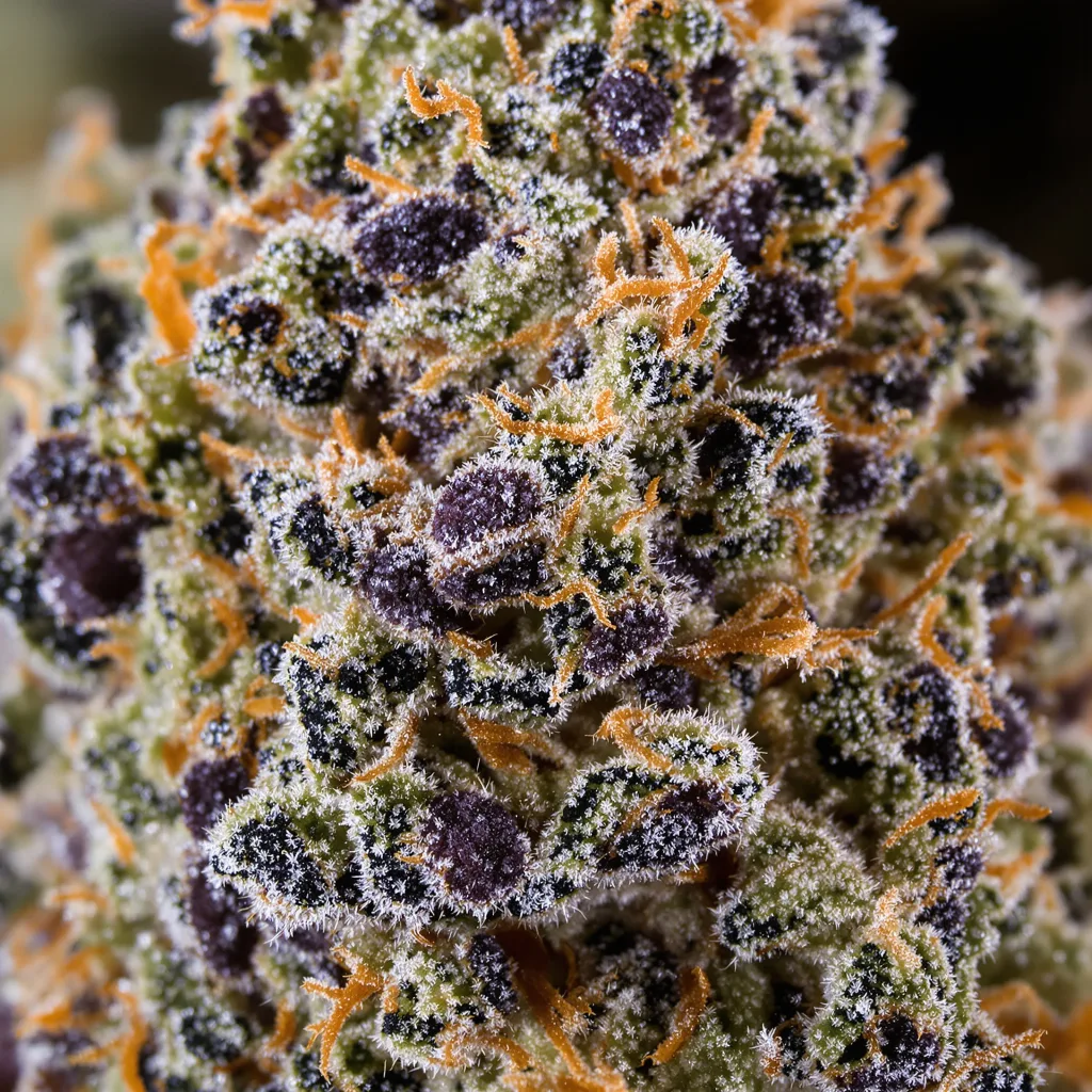 Primer plano de cogollo de cannabis Banana OG mostrando cálices densos con tonos morados