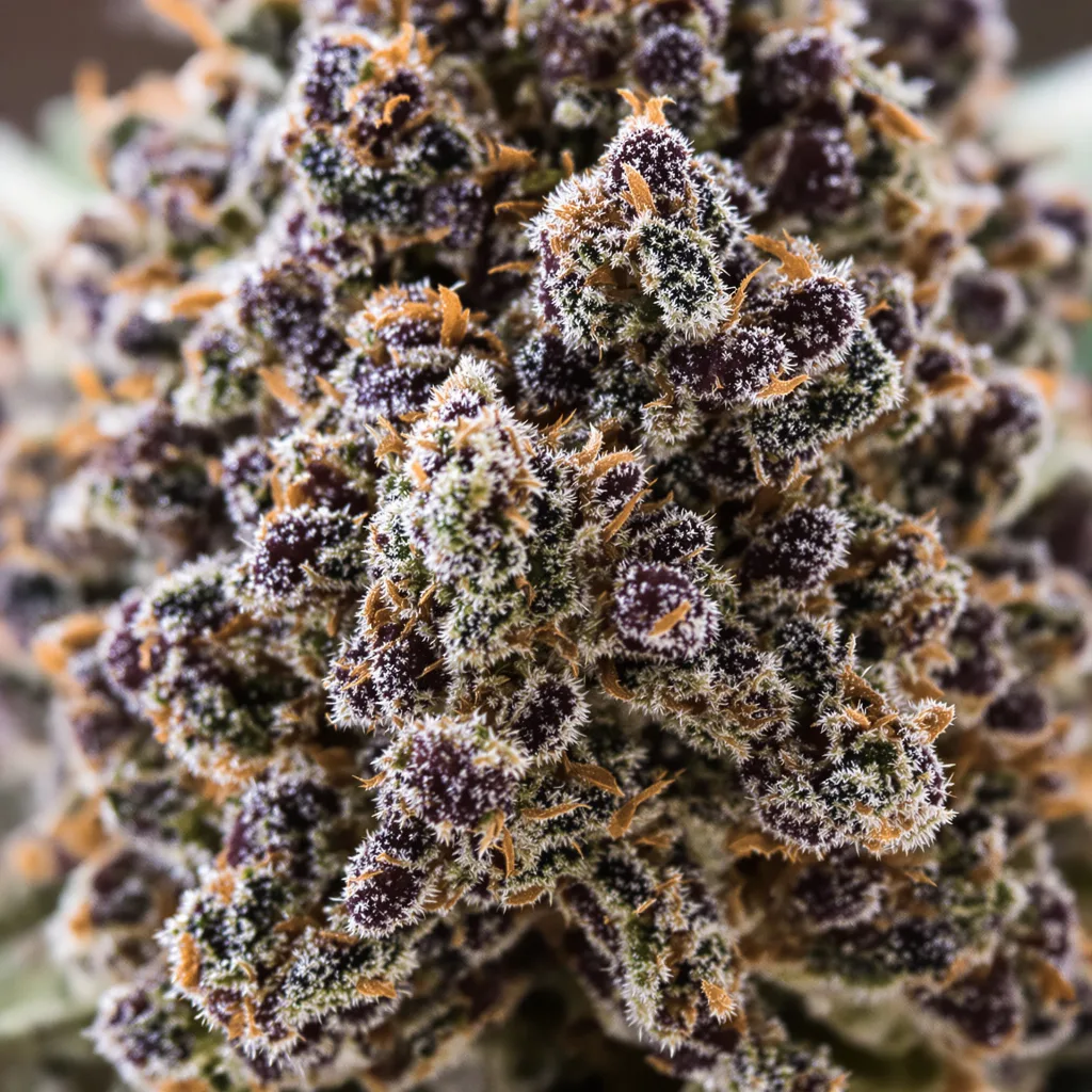 Primer plano de cogollo de cannabis Barbara Bud mostrando cálices densos con tonos morados