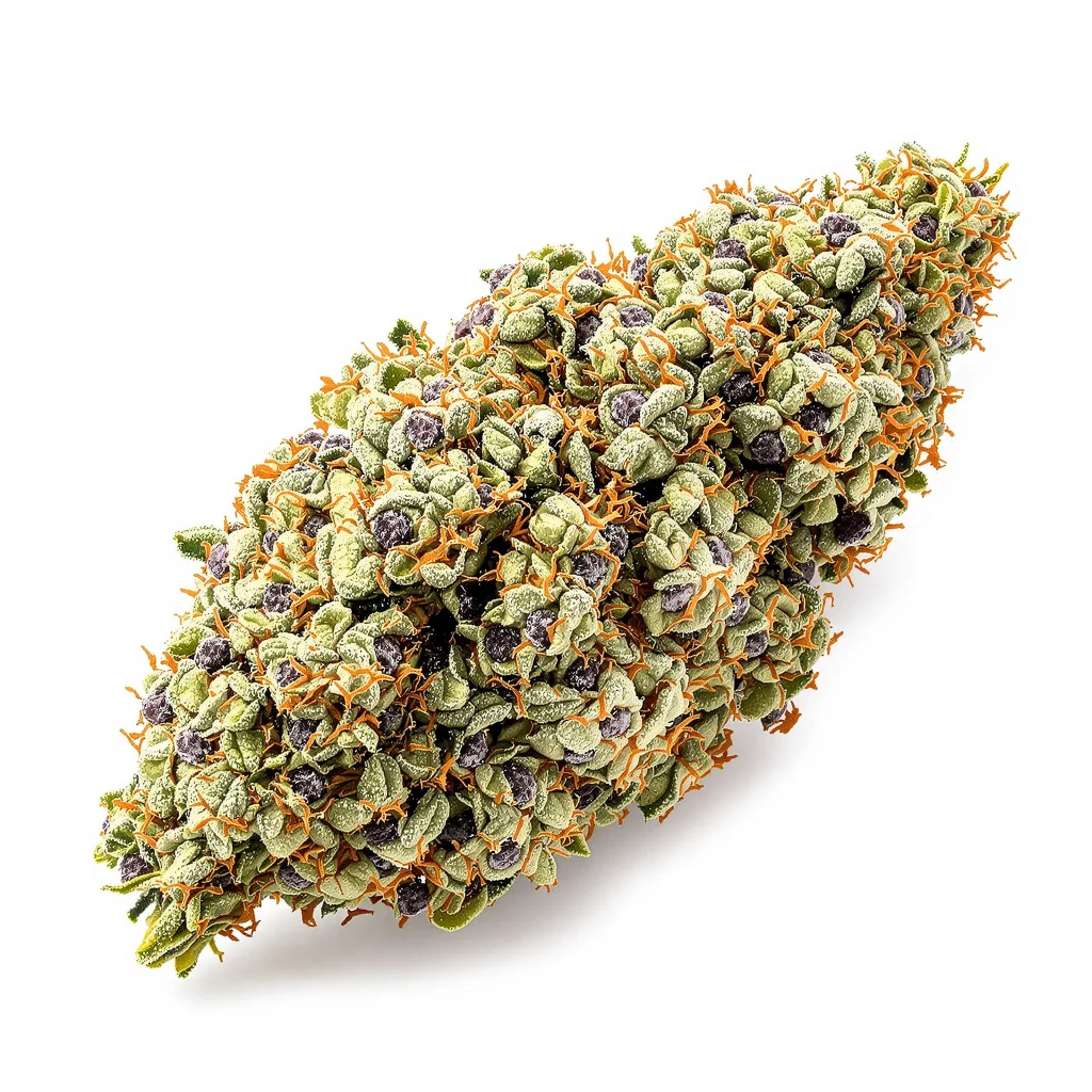 Bay 11 50% indica / 50% sativa — flor con tricomas visibles
