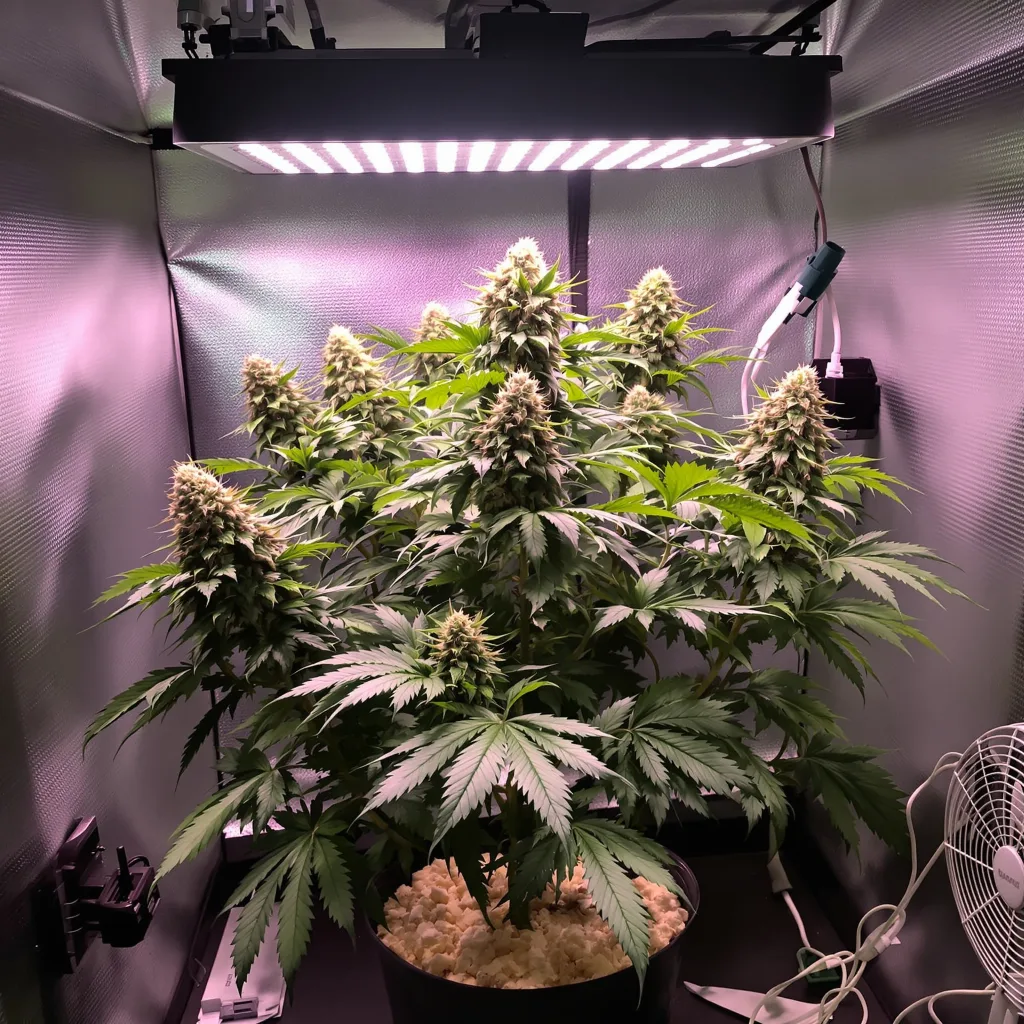 Planta de cannabis Bay Dream en fase de floración — 90-130 cm feminizada