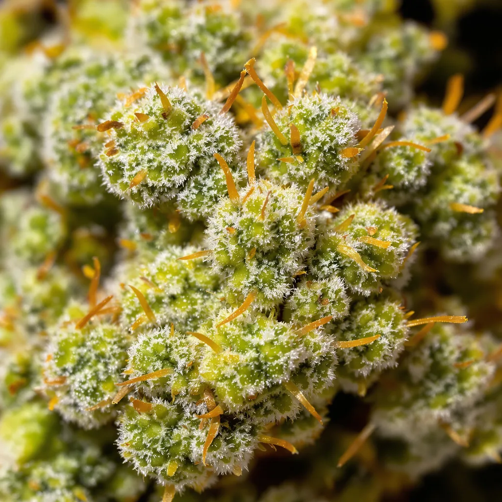 Primer plano de cogollo de cannabis Bear Dance mostrando estructura aireada verde lima
