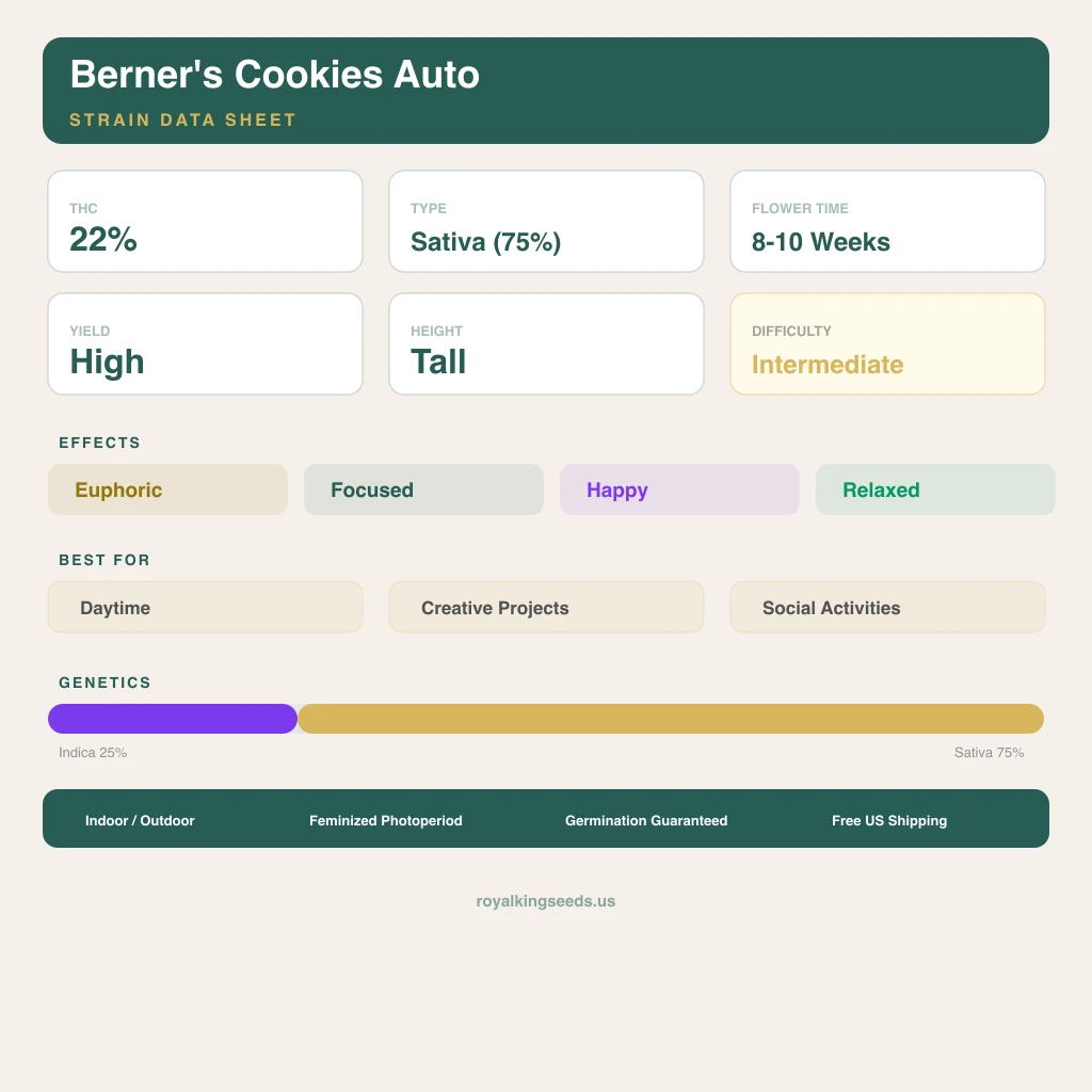 Berner's Cookies 25% indica / 75% sativa — flor con tricomas visibles