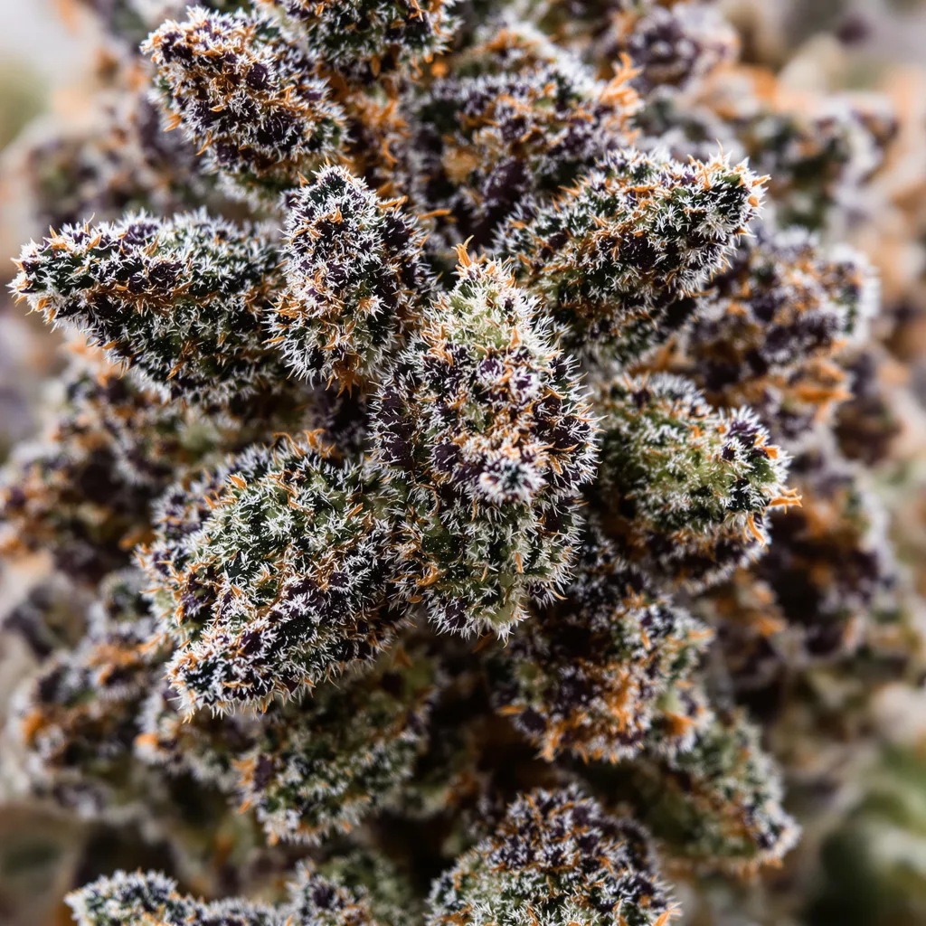 Primer plano de cogollo de cannabis Berry Noir mostrando cálices densos con tonos morados