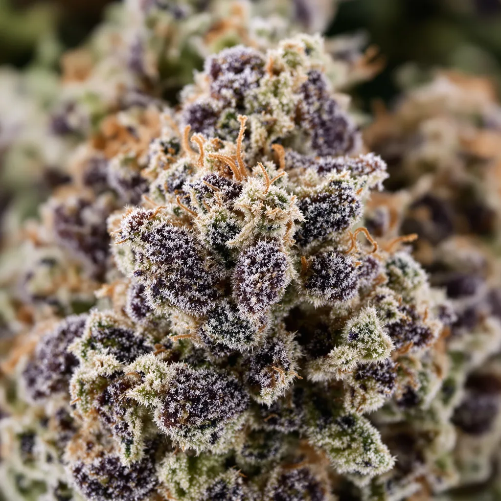 Primer plano de cogollo de cannabis Berry White mostrando cálices densos con tonos morados
