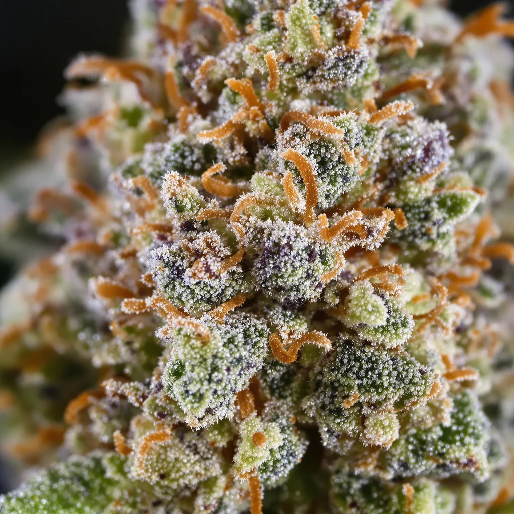 Primer plano de cogollo de cannabis Biddy Early mostrando cogollos densos verde bosque