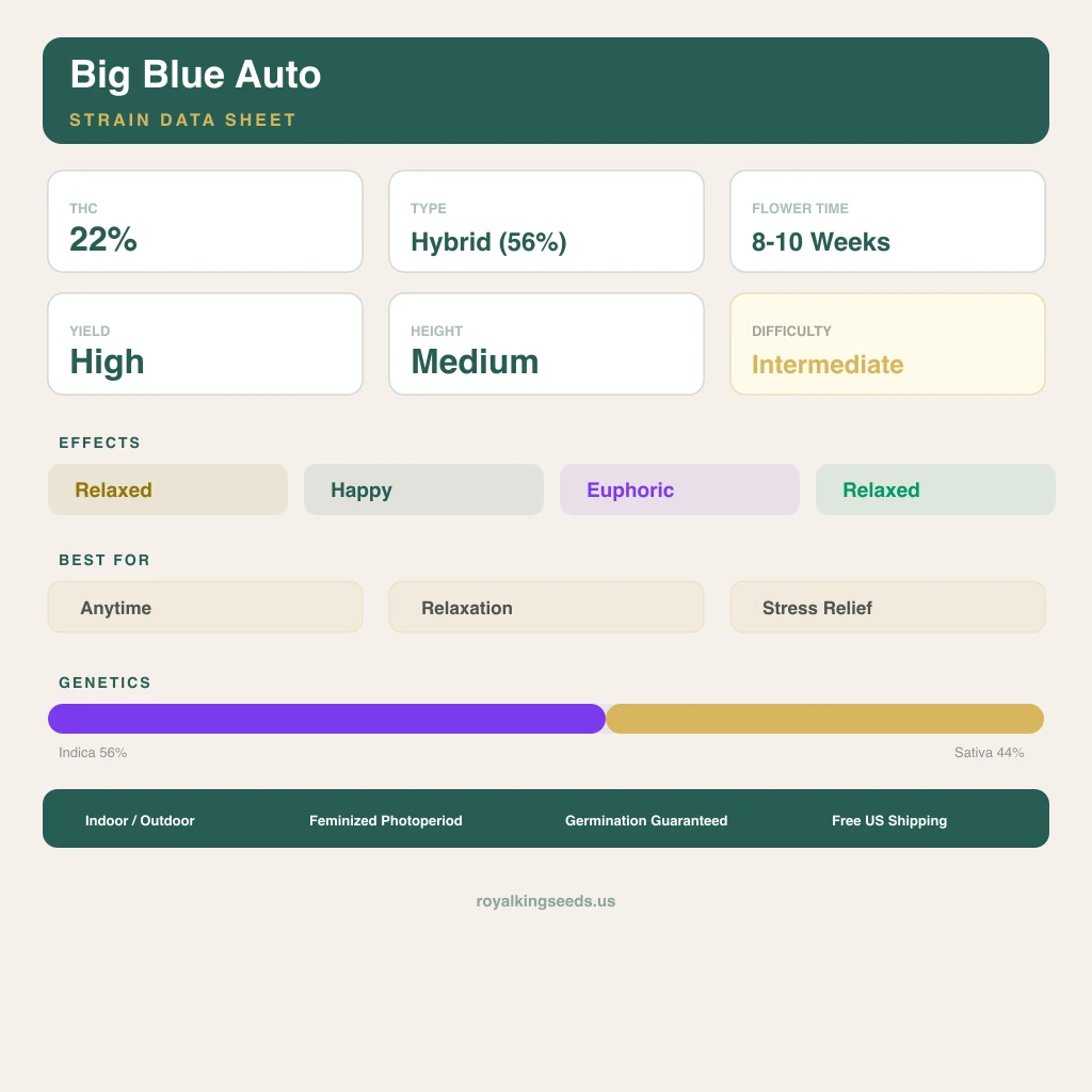 Big Blue 56% indica / 44% sativa — flor con tricomas visibles