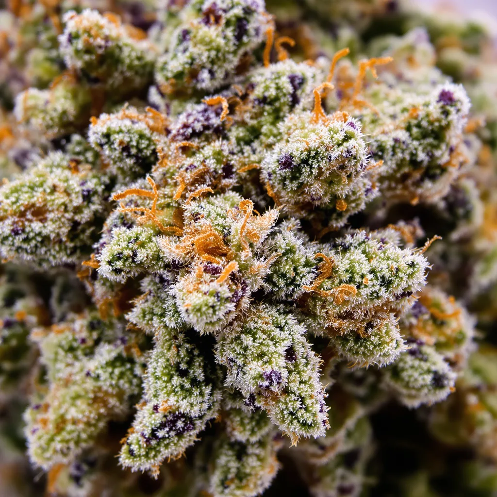 Primer plano de cogollo de cannabis Big Blue mostrando estructura equilibrada con tricomas escarchados