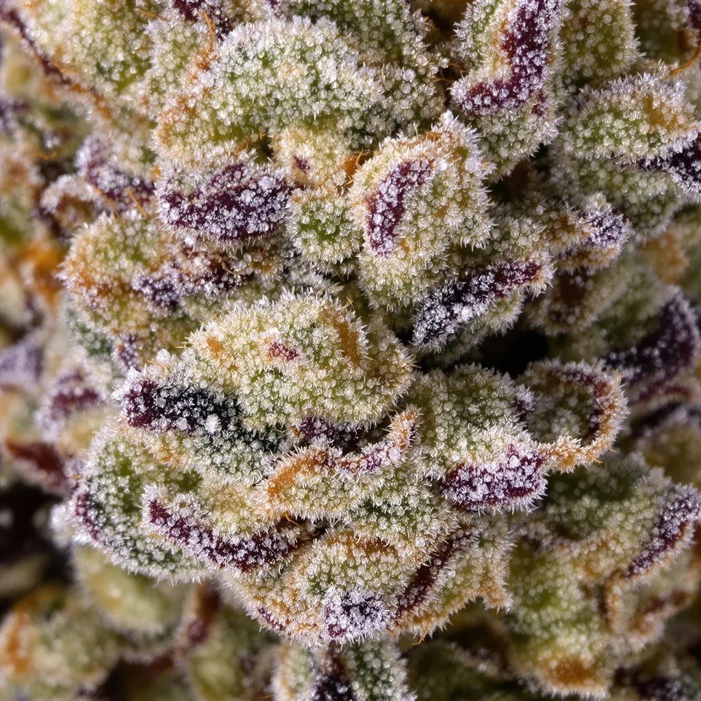 Primer plano de cogollo de cannabis Big Buddha Cheese mostrando cogollos densos verde bosque