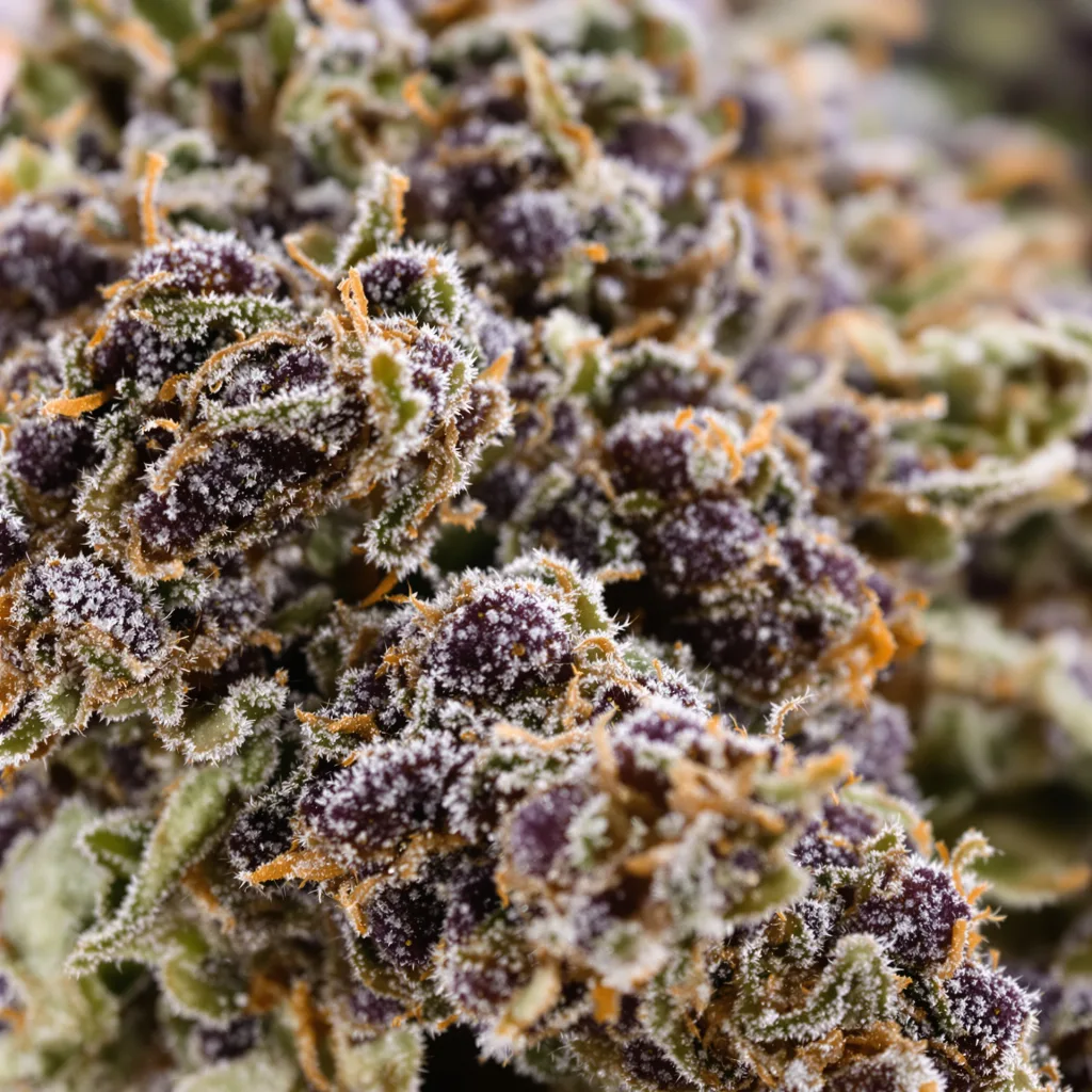 Primer plano de cogollo de cannabis Big Cheese mostrando cálices densos con tonos morados