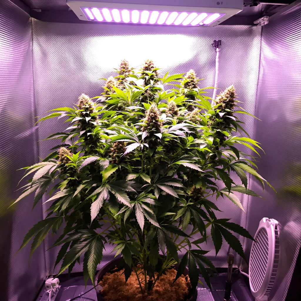Planta de cannabis Big Cheese en fase de floración — 90-130 cm feminizada