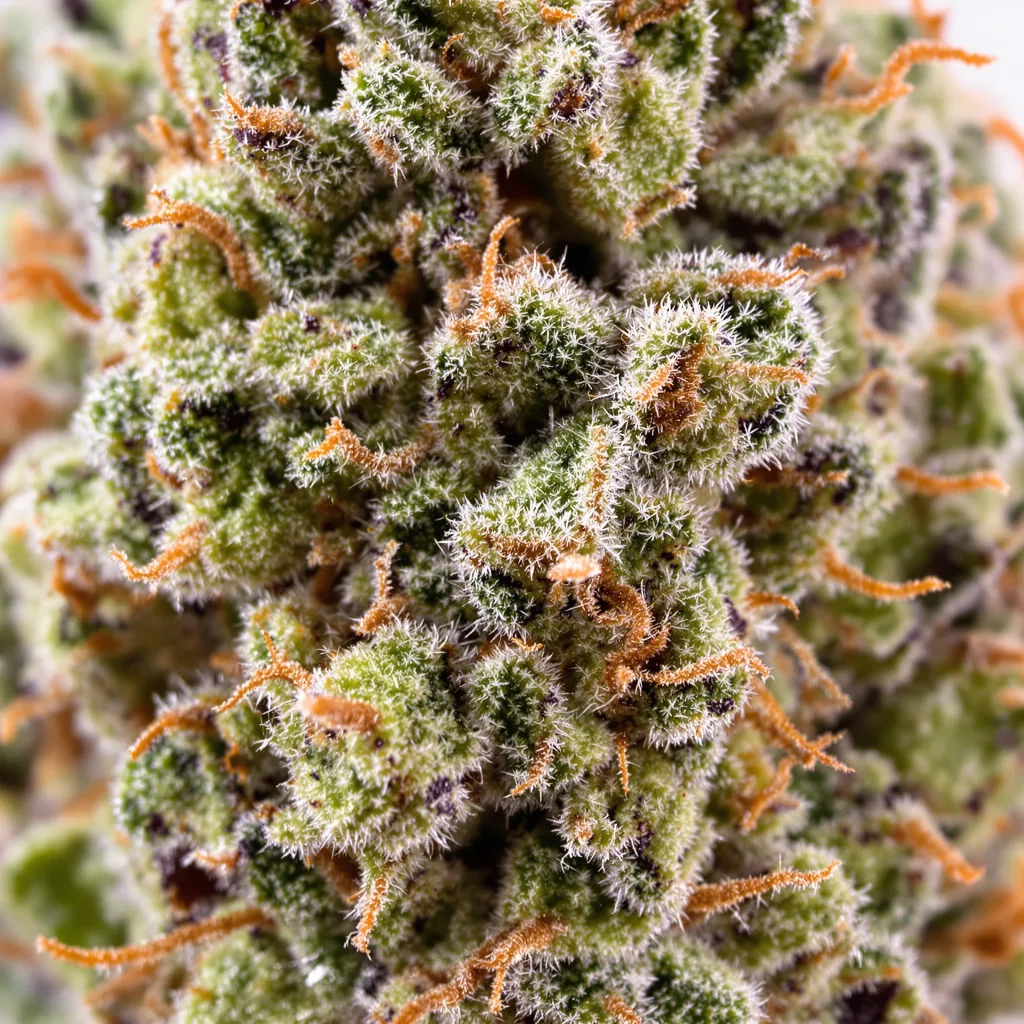 Primer plano de cogollo de cannabis Big Devil mostrando estructura equilibrada con tricomas escarchados