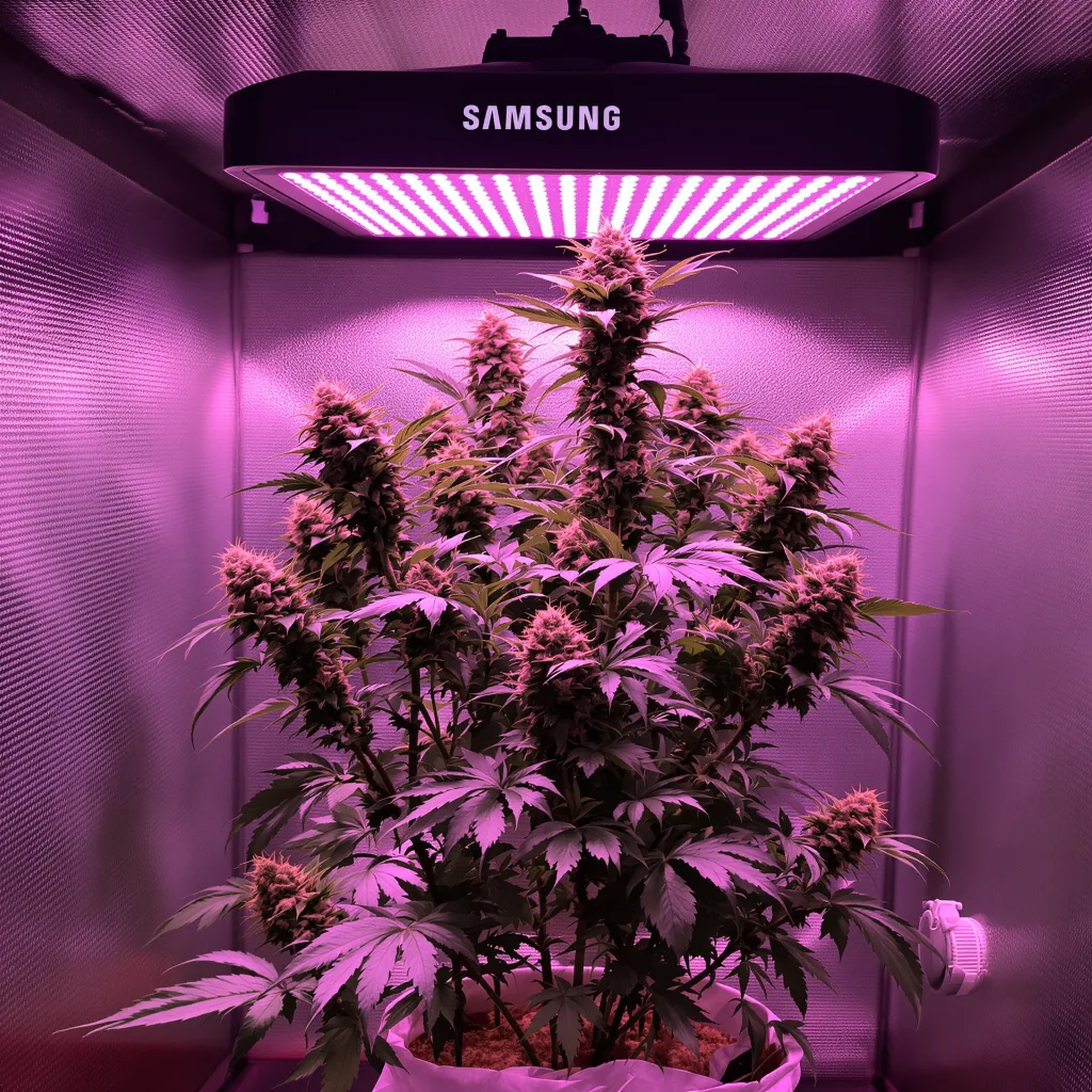 Planta de cannabis Big Smooth en fase de floración — 120-180 cm feminizada