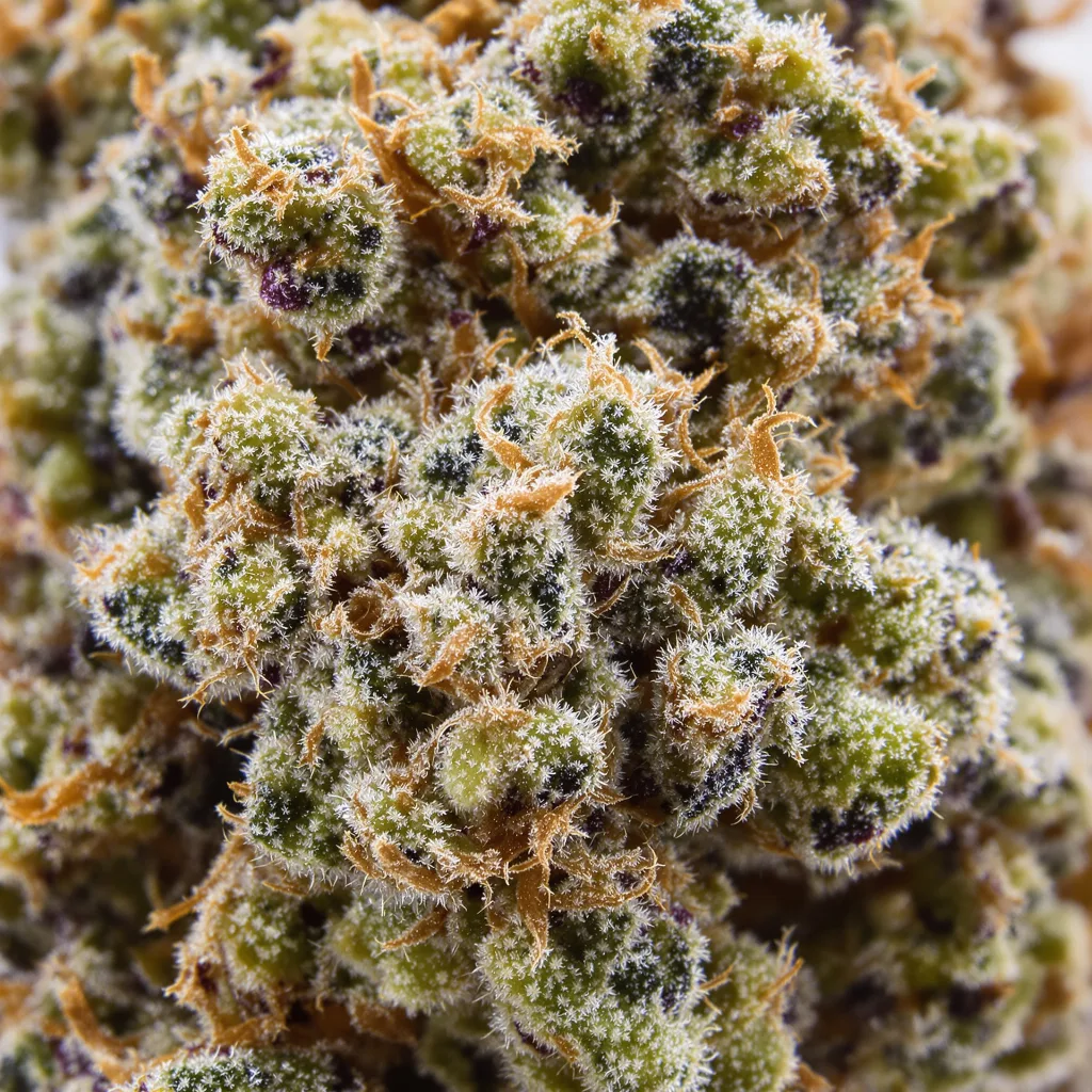 Primer plano de cogollo de cannabis Bio Diesel mostrando estructura equilibrada con tricomas escarchados