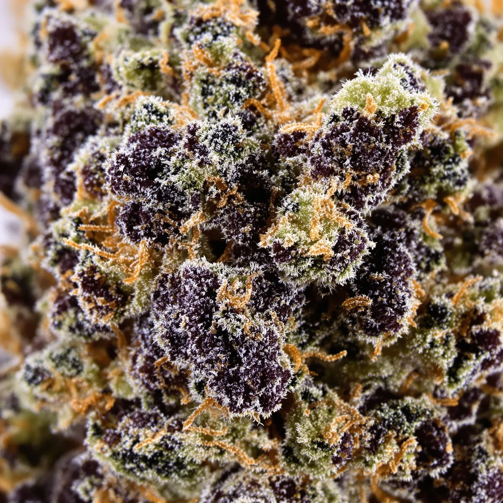 Primer plano de cogollo de cannabis Black Afghan mostrando cálices densos con tonos morados