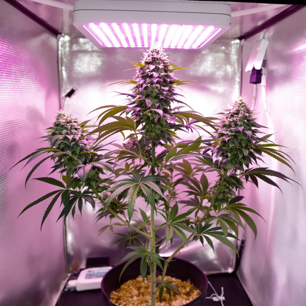 Planta de cannabis Black Bubba en fase de floración — 60-100 cm autofloración