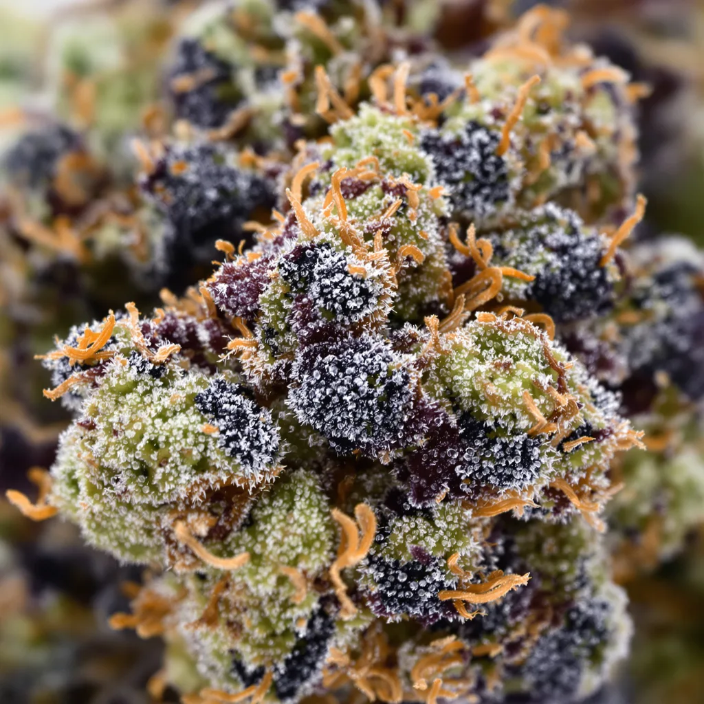 Primer plano de cogollo de cannabis Black Bubba mostrando cálices densos con tonos morados