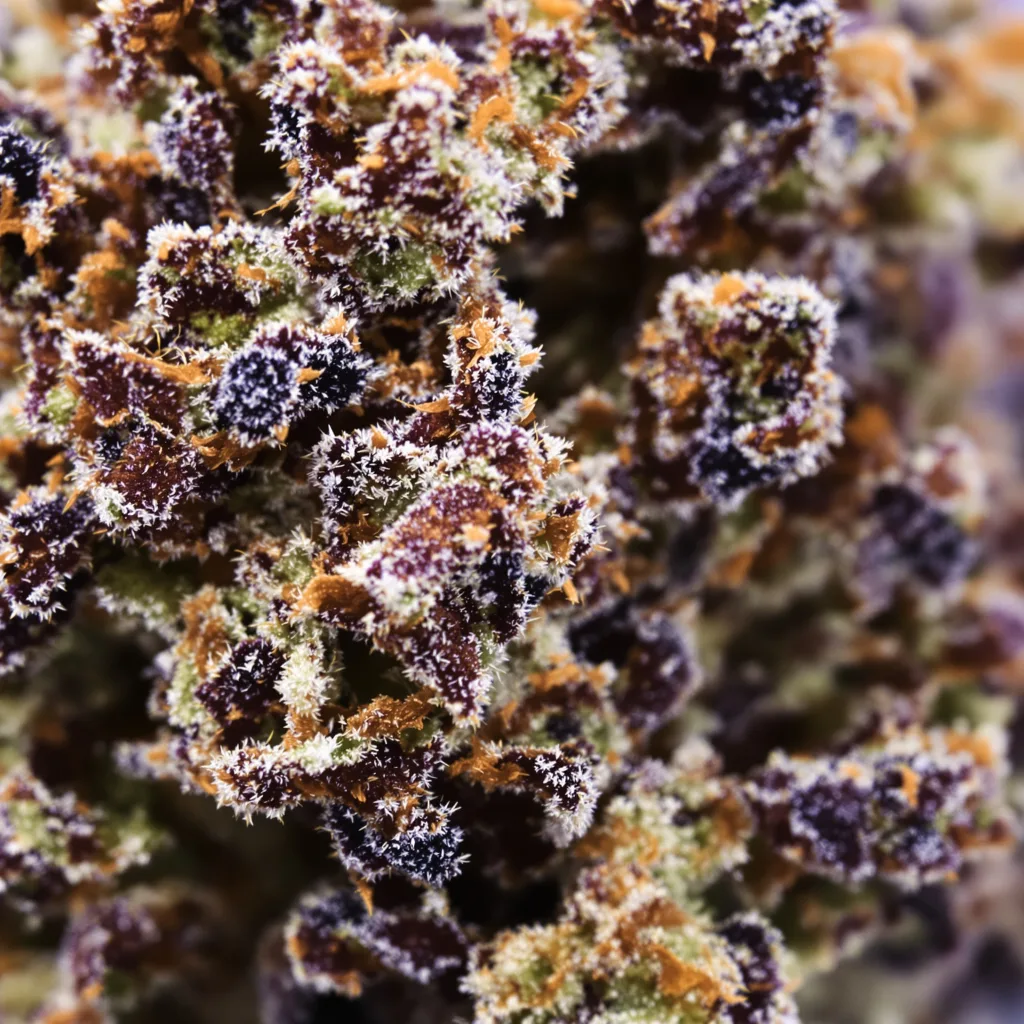Primer plano de cogollo de cannabis Black Cherry mostrando cálices densos con tonos morados