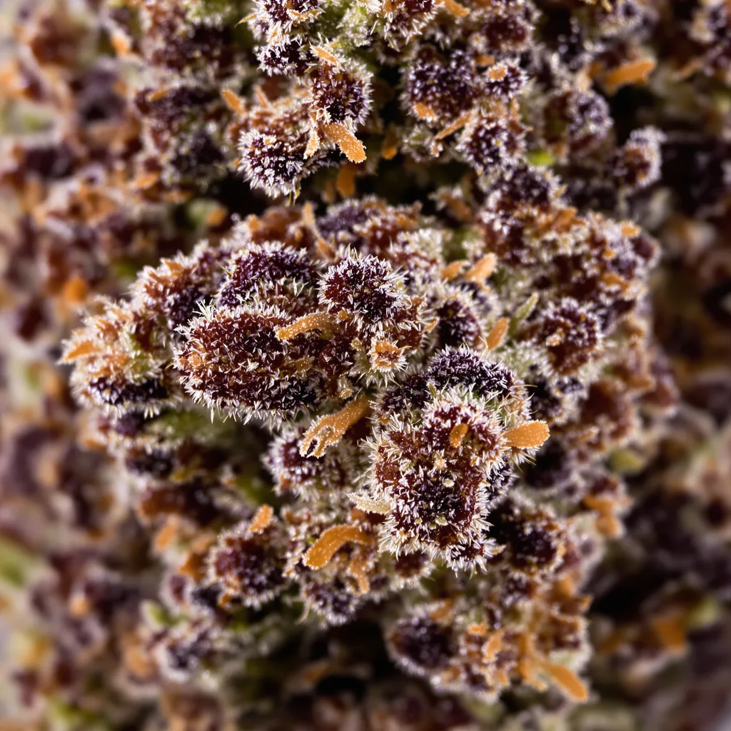 Primer plano de cogollo de cannabis Black Cherry Punch mostrando cálices densos con tonos morados