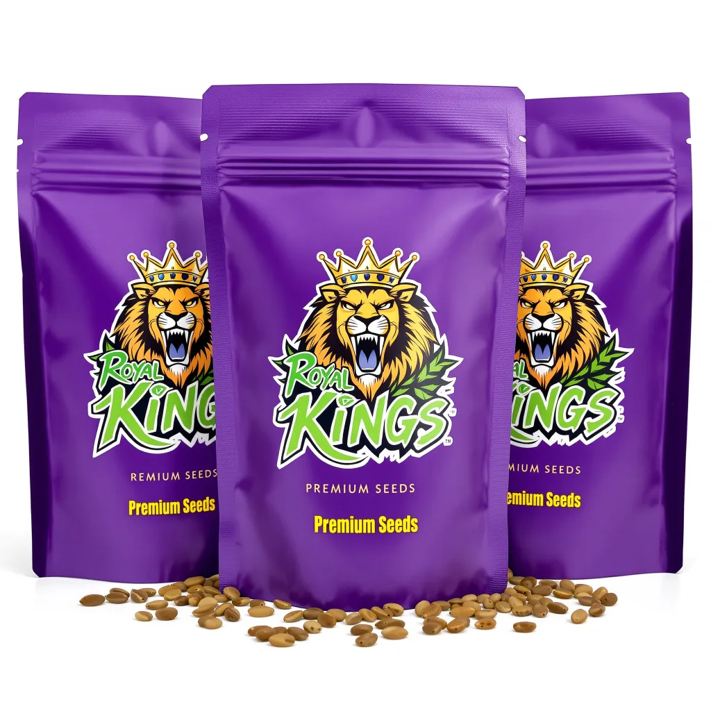 Black Cherry Soda 20% indica / 80% sativa — flor con tricomas visibles