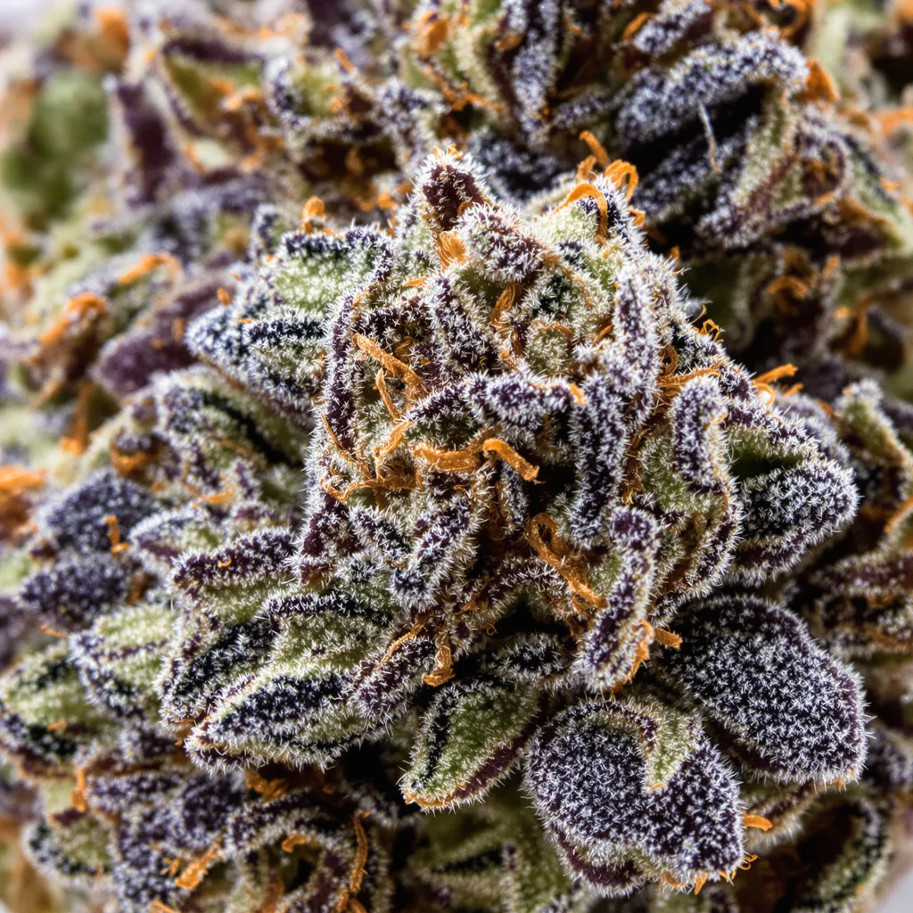 Primer plano de cogollo de cannabis Black Demon OG mostrando cálices densos con tonos morados
